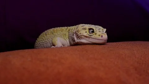 Pet, unique leopard gecko. Beautiful spotted lizard Stock Footage 312297124