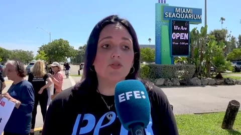 PETA warns SeaWorld will be "the next to shut down" after the closure of Miami S Stock Footage 318986969