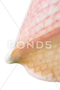 Petal amaryllis Stock Photos