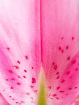 Petal background Stock Photos