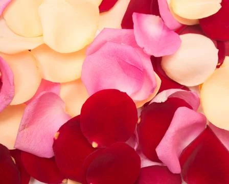 Petal background Stock Photos
