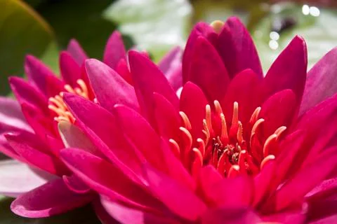 Petal Bloom Stock Photos