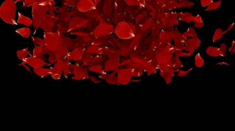 Petal fall Видео 2638058