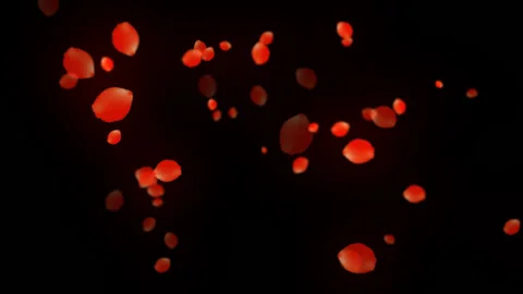 Petal Stock Footage 95675379