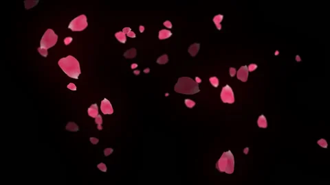 Petal Stock Footage 95675398