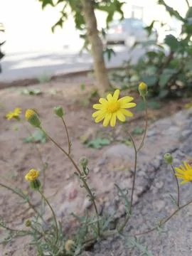 Petal Persistence Stock Photos