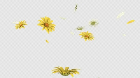 Petal Rain Calm Stock Footage 305239429