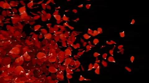 Petal transition Stock Footage 2655040