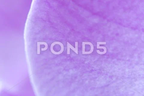 Petal of a violet orchid Stock Photos