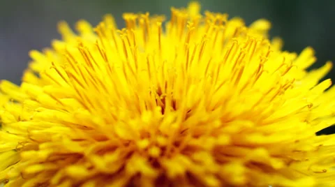 Petal Yellow Flower Stock Footage 38385102