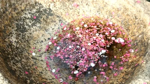 The petals are shaking in the wind. 스톡 동영상 145970569