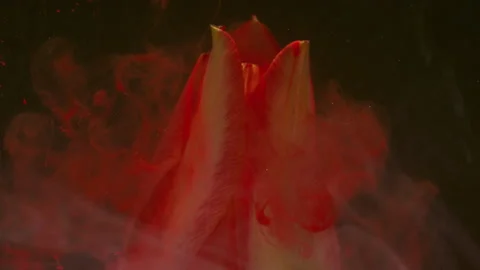 Petals art flower drop paint tulip swirl fog water Stock Footage 339770141