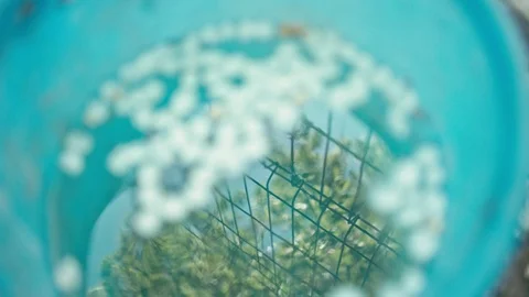 Petals in backet with water Stock Footage 89482809