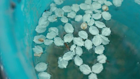Petals in backet with water Video stock 89483107