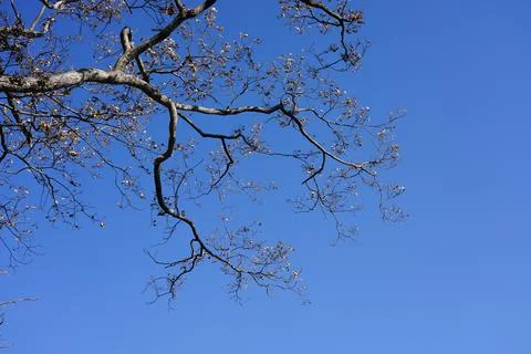 The petals on the branches that bloom in the summer Stock Photos