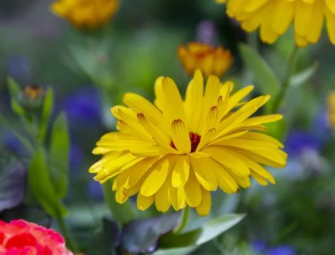 Petals of calendula flower in the evening diffused light. Foto stock