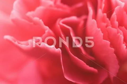 Petals of carnation Stock Photos