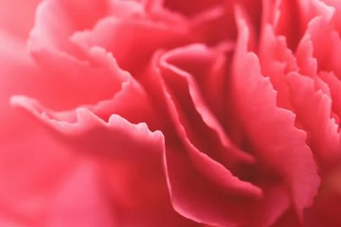 Petals of carnation Stock Photos