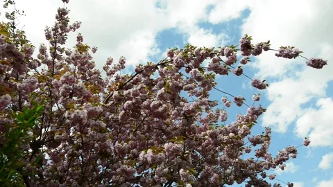 Petals of cherry blossoms. Stock Footage 75078165