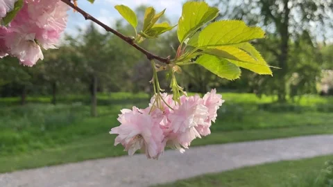 Petals of cherry tree flowers in the sun - pink flowers Stock Footage 240136074