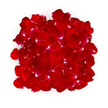 Petals dark red rose lying on the floor Stock Photos