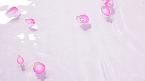 Petals Drifting on the Water Stock Footage 327405595