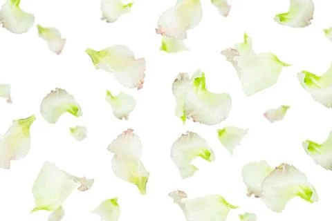 The petals of eustoma on a white background. Flying lisianthus petals. Stock Photos