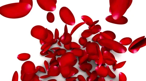 Petals fall opener 動画素材 33687329