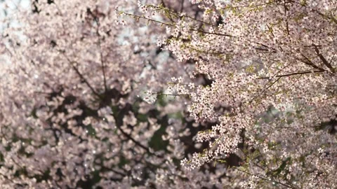 Petals falling from blooming cherry blossom trees in a park during a peaceful Stock Footage 338441206