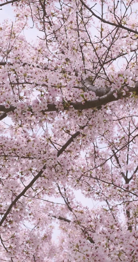 Petals falling from Cherry Blossom tree vertical Stock Footage 306260271
