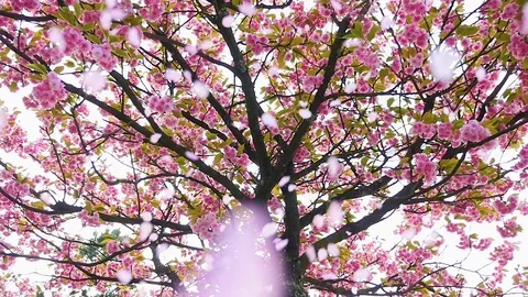 Petals falling from a cherry tree, slow motion Stock Footage 88964339