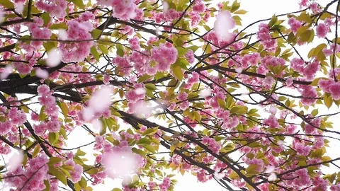 Petals falling from a cherry tree, slow motion Stock Footage 88964509