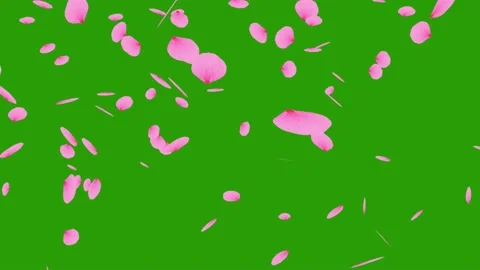Petals falling down on the green screen Stock Footage 151616632