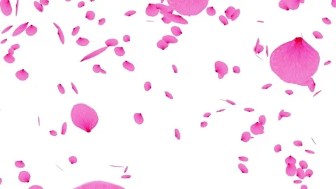 Petals falling down on the white background Stock Footage 151644539