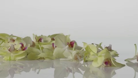 Petals falling in slow motion 4k 스톡 동영상 75220190