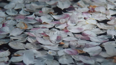 Petals falling on the water Stock Footage 140875739