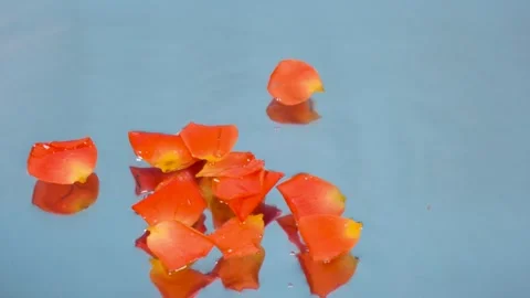 Petals falling in the water Stock Footage 292116506