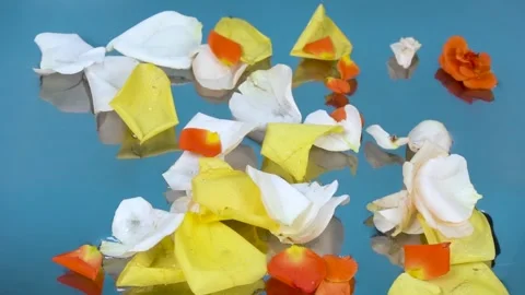 Petals falling in the water Stock Footage 292116511