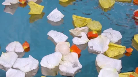 Petals falling in the water Stock Footage 292116684
