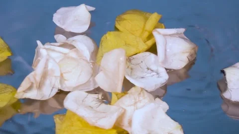 Petals falling in the water Stock Footage 292116744