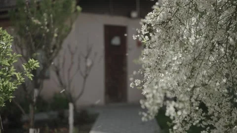 Petals floating in the breeze Stock Footage 341342442