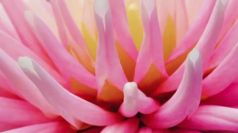 Petals of a flower - macro Stock Footage 81236146
