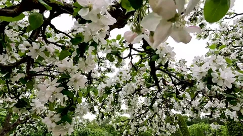 Petals of flowering trees in close-up. A blooming spring garden. Vídeos de archivo 277987130