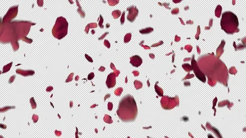 Petals fly off with Alpha Vídeo Stock 158962165