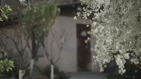 Petals flying in a sudden wind Stock Footage 341342474