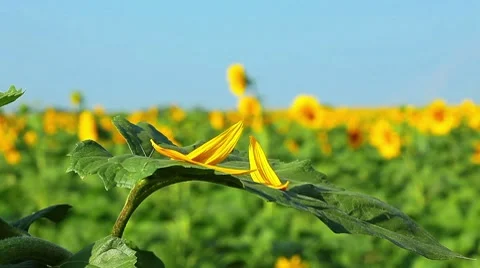 Petals Stock Footage 8650281