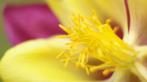 Petals Vídeo Stock 24954423