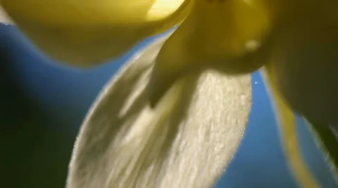 Petals Video stock 24954817