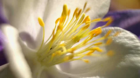 Petals Video stock 24955826