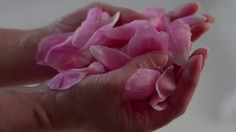 Petals Stock Footage 304155942
